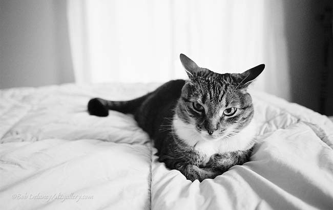 Cattitude
