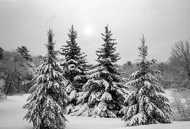 Snow Covered Pines